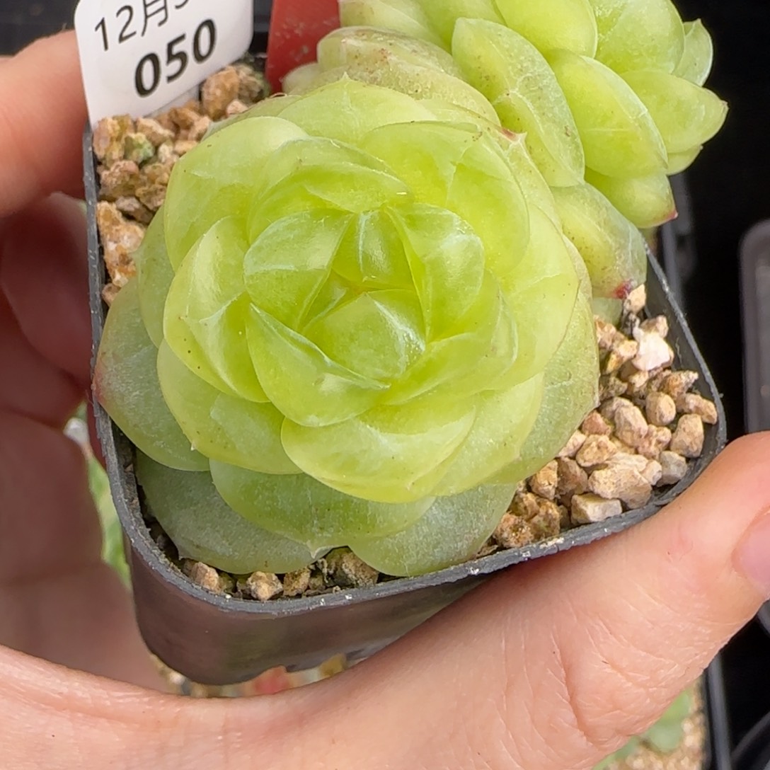 1231-050霜翎母本