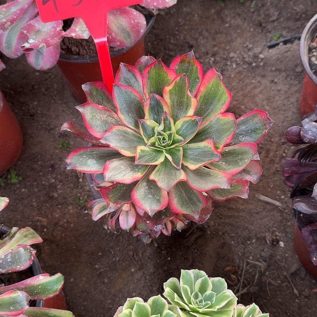 4523魅影多肉法师