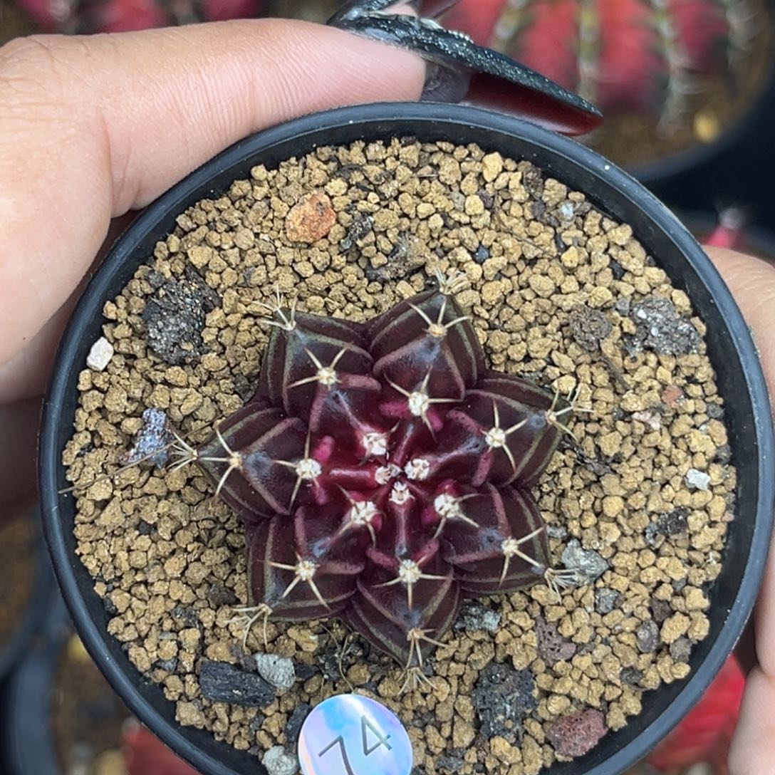 74   带盆土发货 福利捡漏