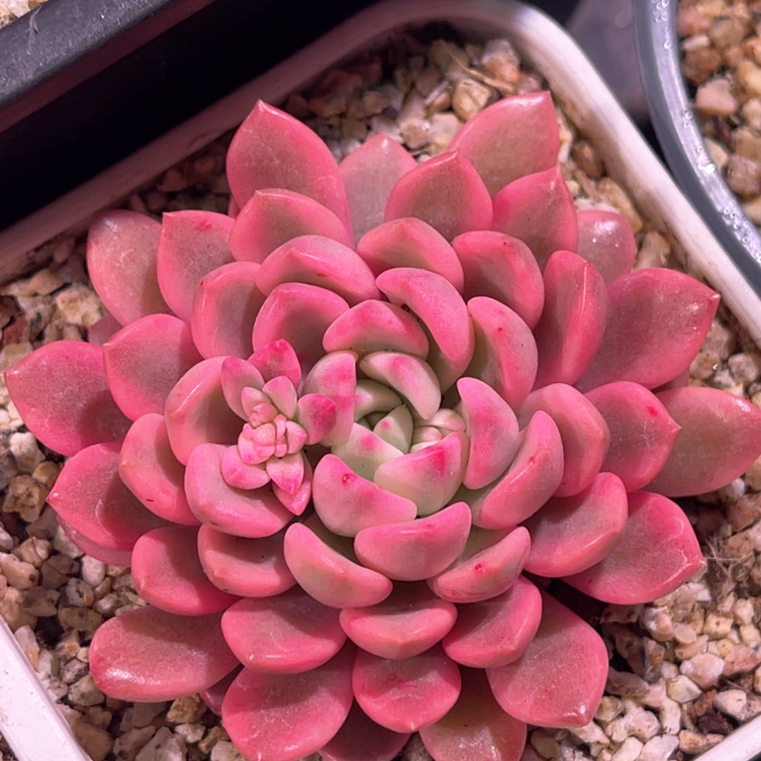 多肉特价红宝石锦