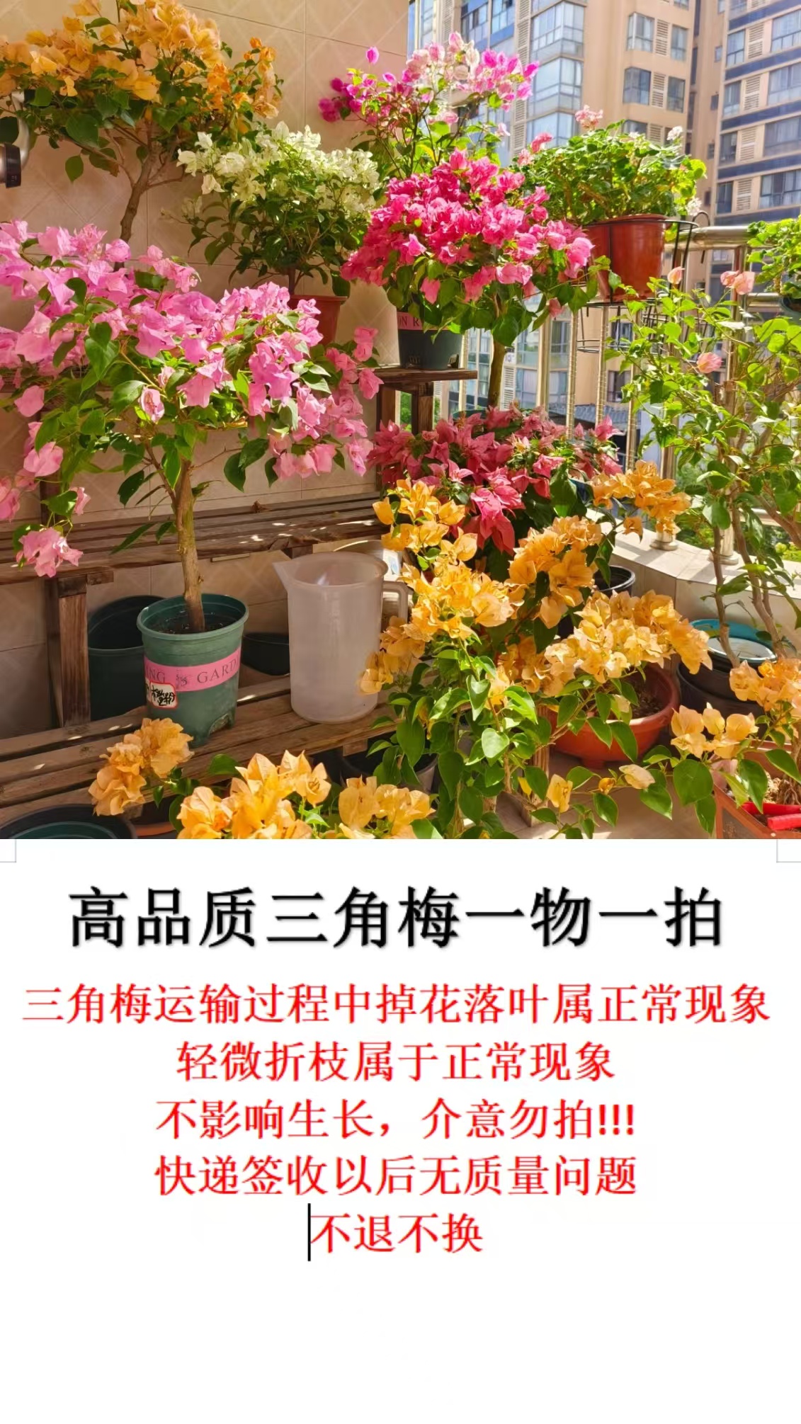 【觅花集】高品质三角梅一物一拍 掉花落叶属于正常现象介意勿拍