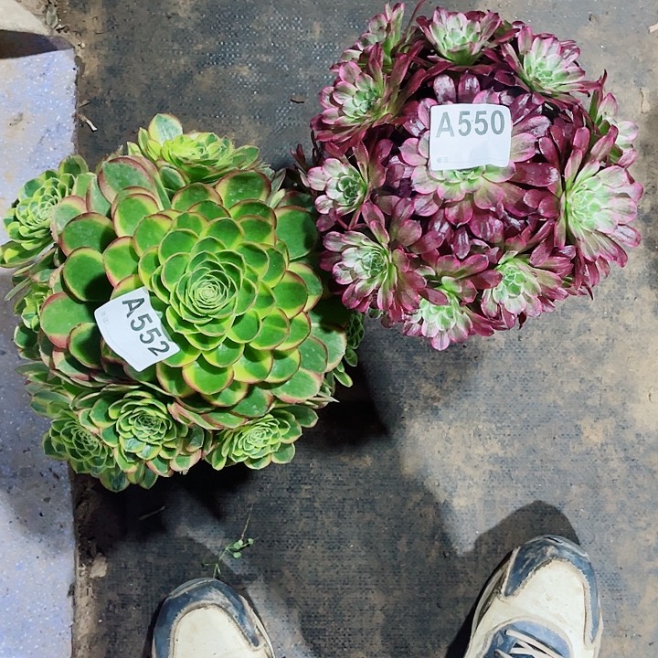 多肉法师奶白552紫烟550