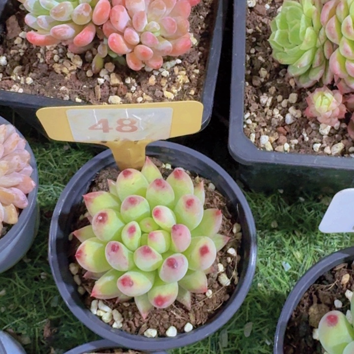 健健康康平平安安