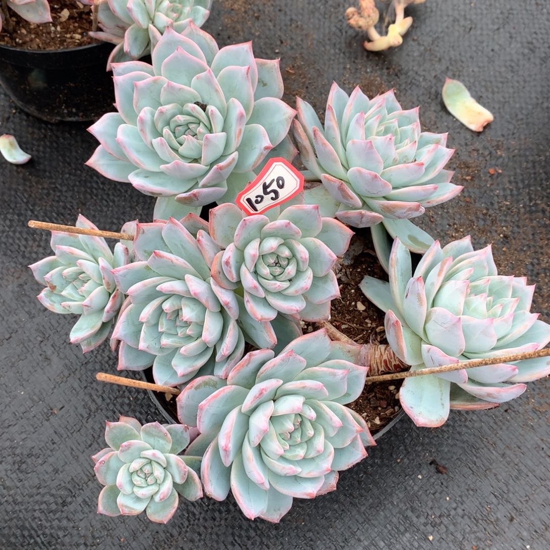 粉蓝鸟1050晓晓一物一拍