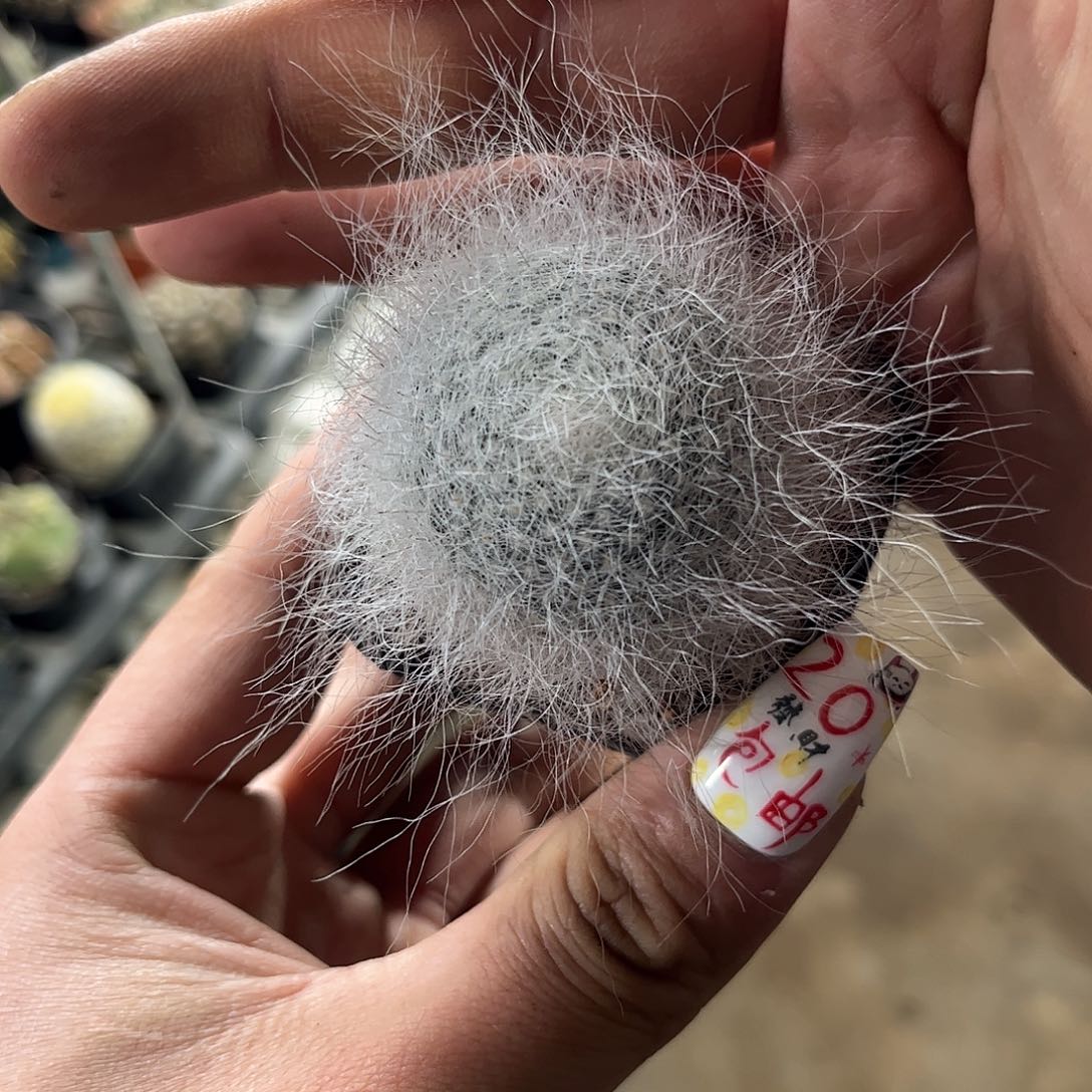 雪原玉翁单头发货有根