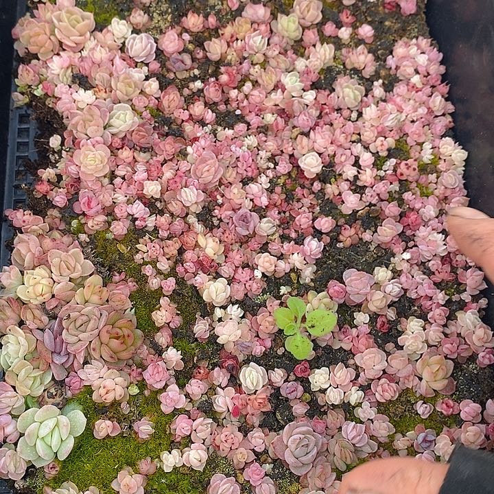 31 多肉植物盆栽花卉植物