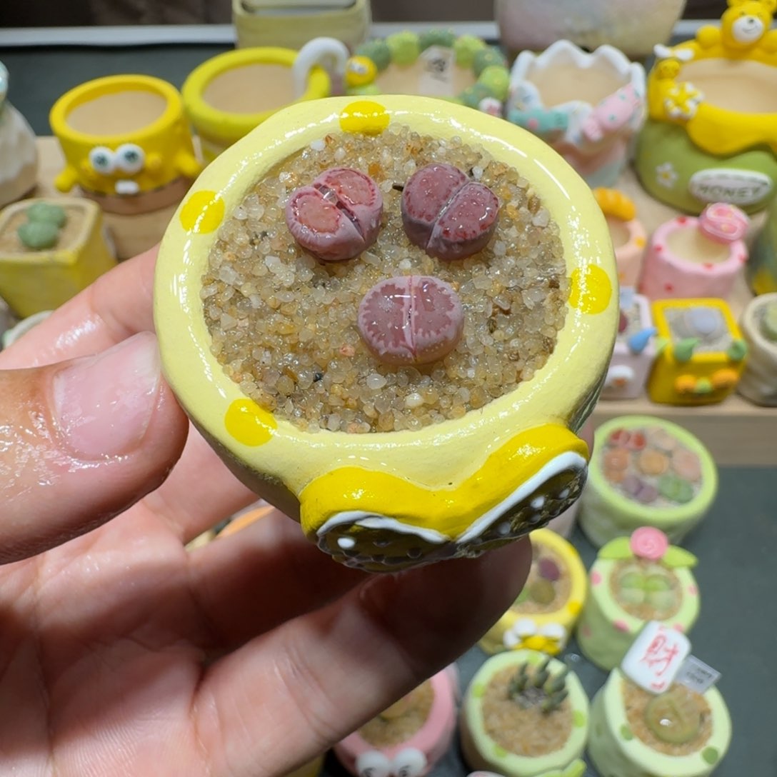 红陶蘑菇240紫饼