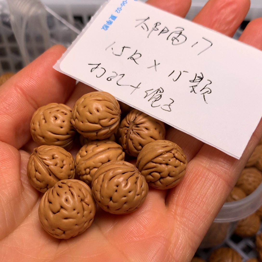 秦岭野生小馒头15尺寸