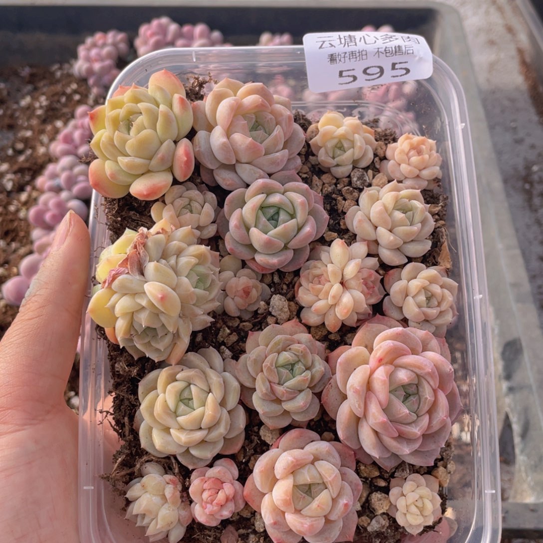 云糖心多肉植物595