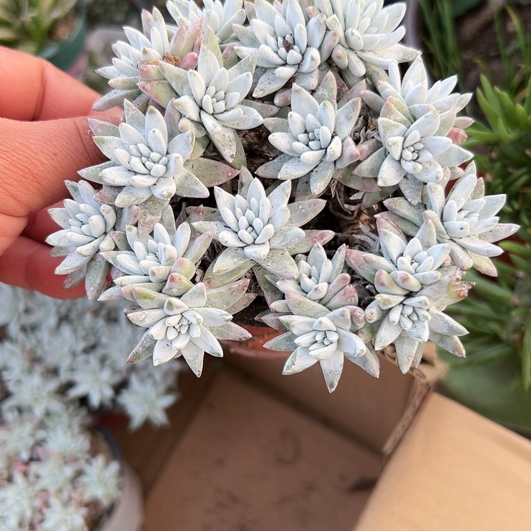 多肉植物白菊老庄