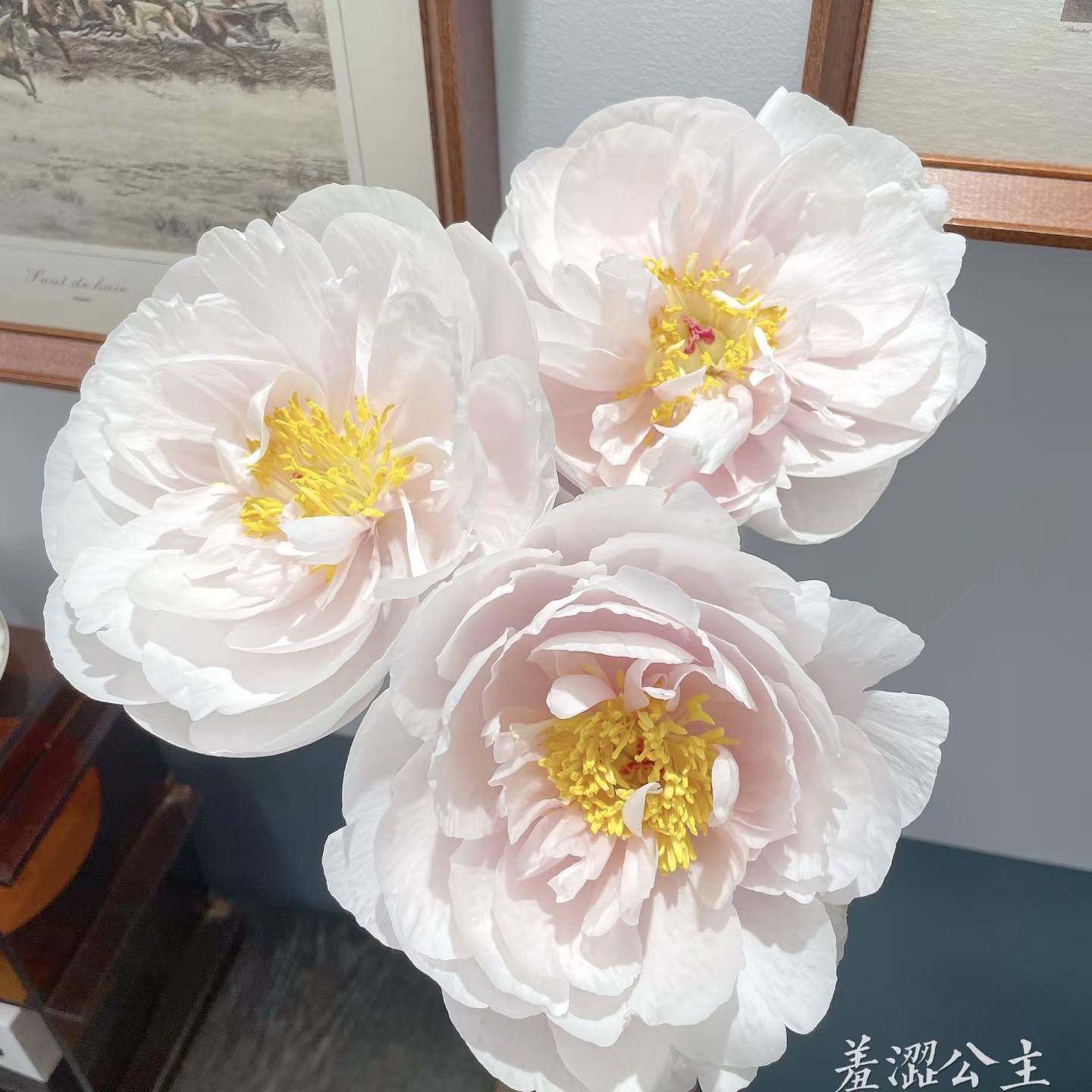 羞涩公主进口观赏芍药花苗带根块多年生伊藤系列盆栽芍药花