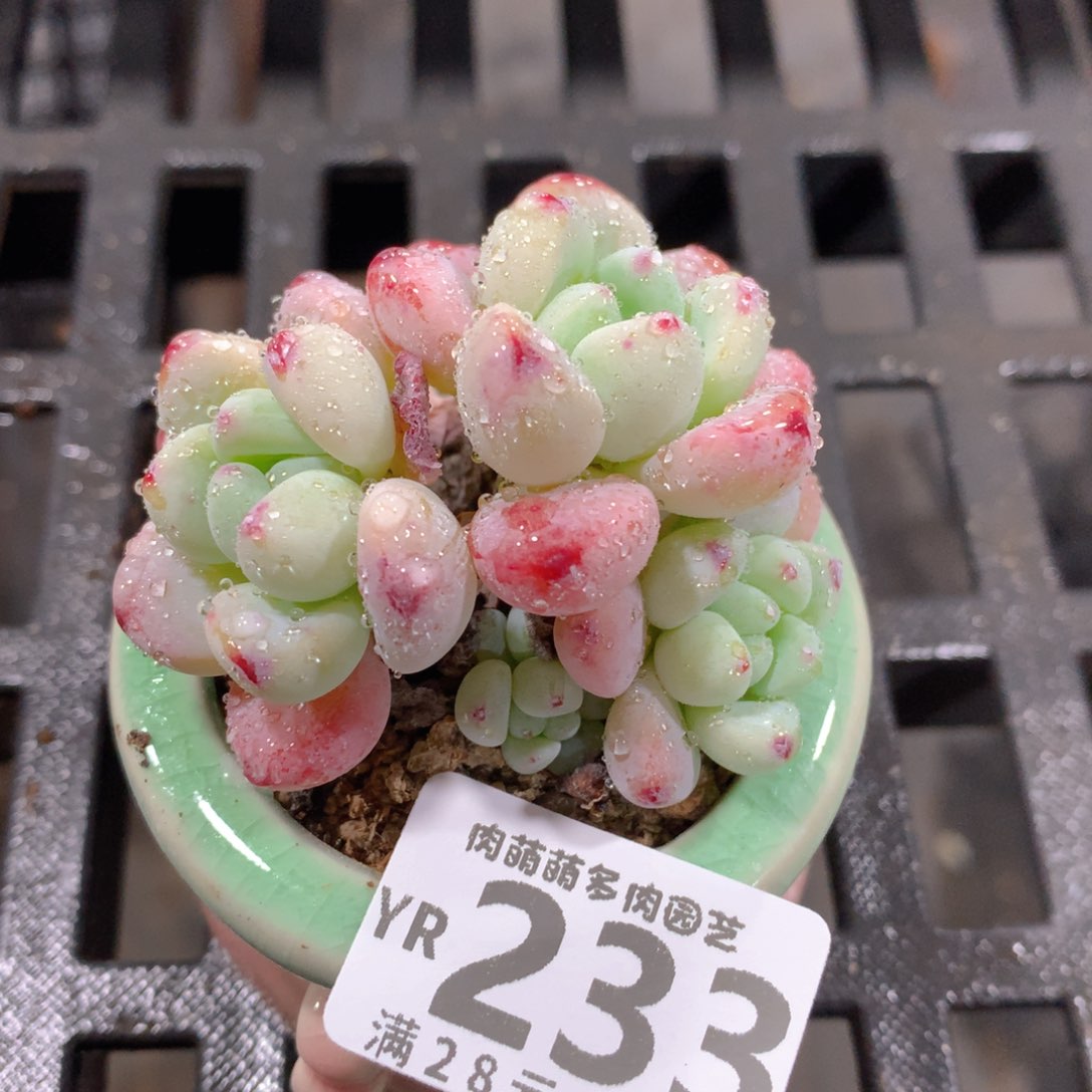 肉萌萌拇指盆精控多肉YR233