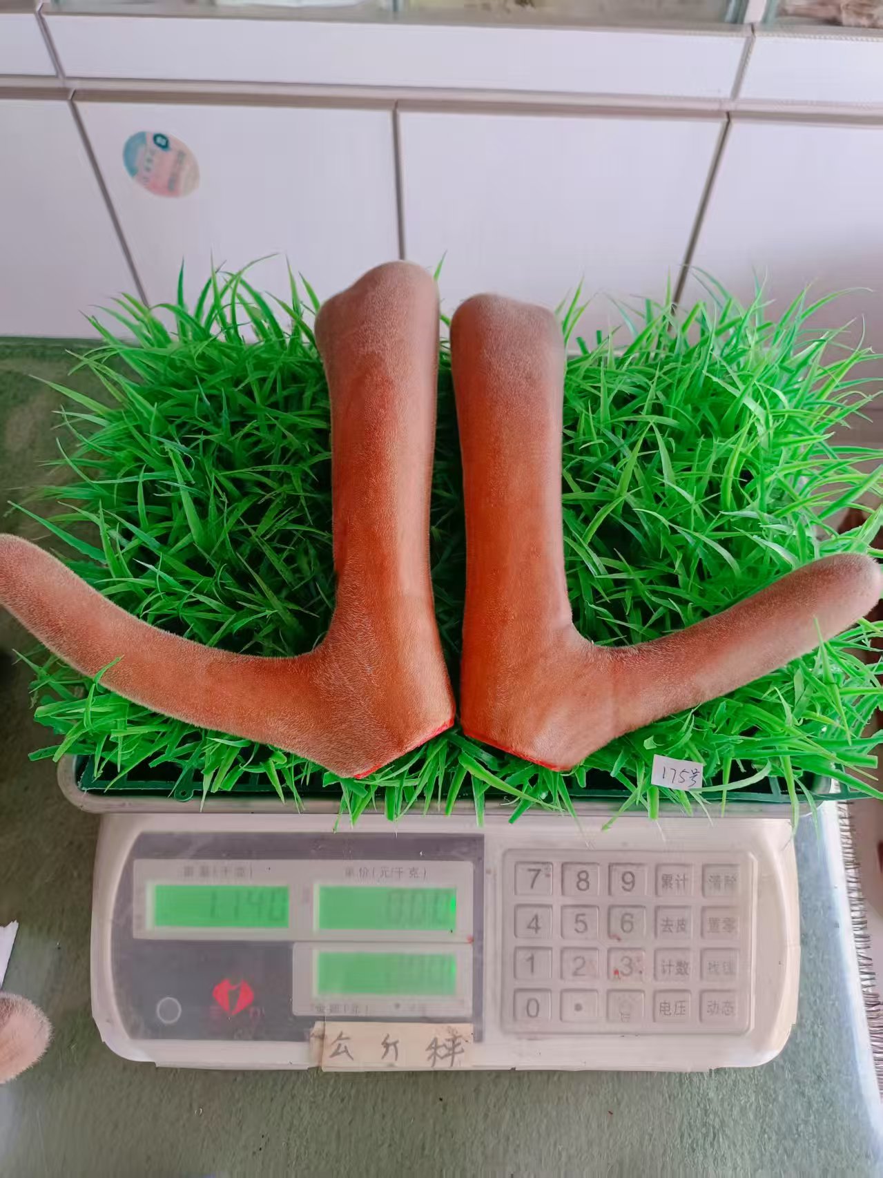 鹿茸 鹿茸 鹿茸 鹿茸枝