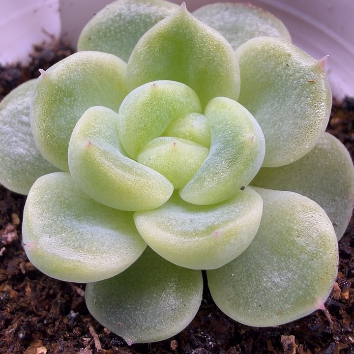 财富密码24号五公分盆口