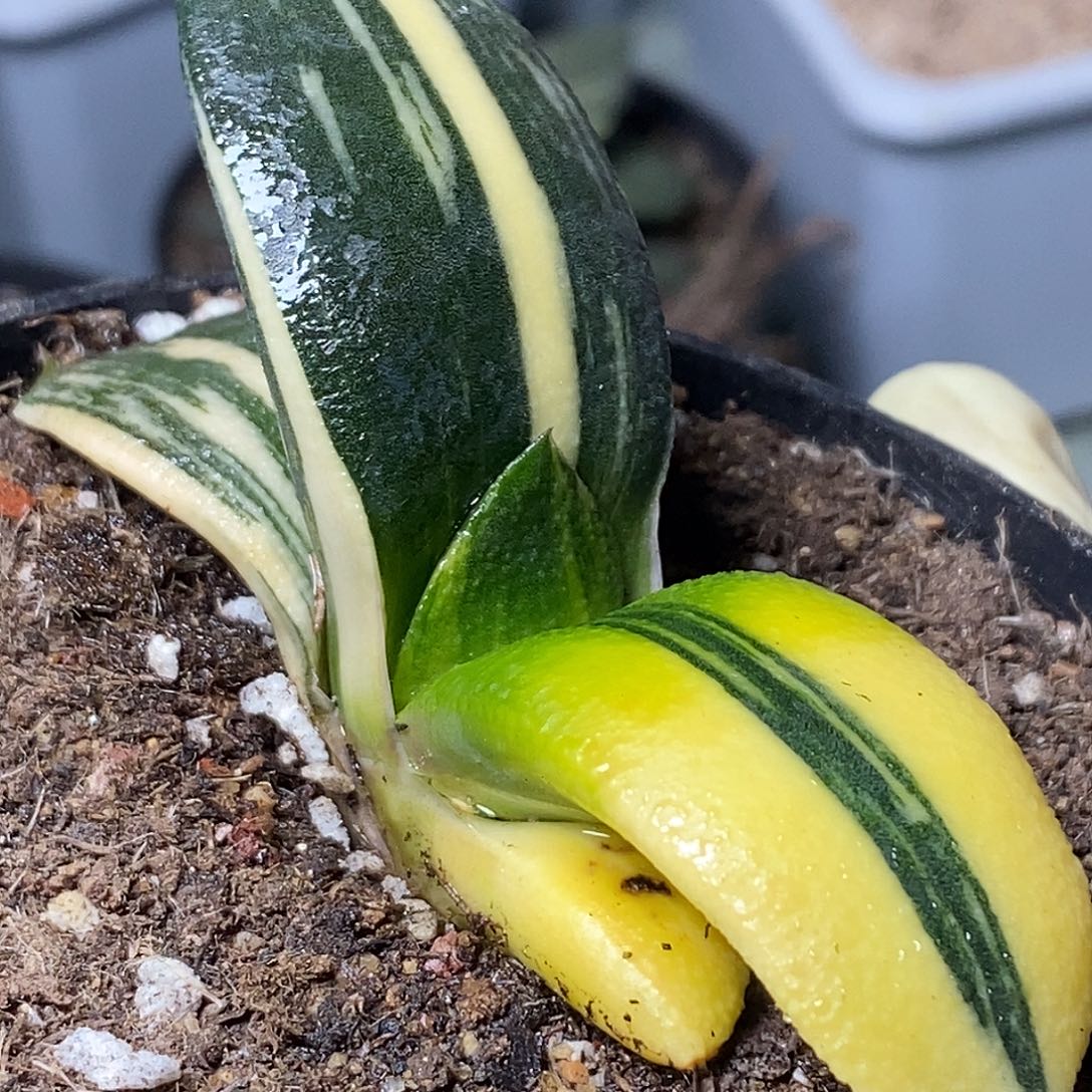 不带盆脱土裸根发货