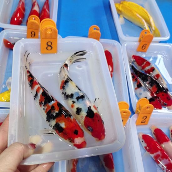 海水鱼红白锦鲤包邮