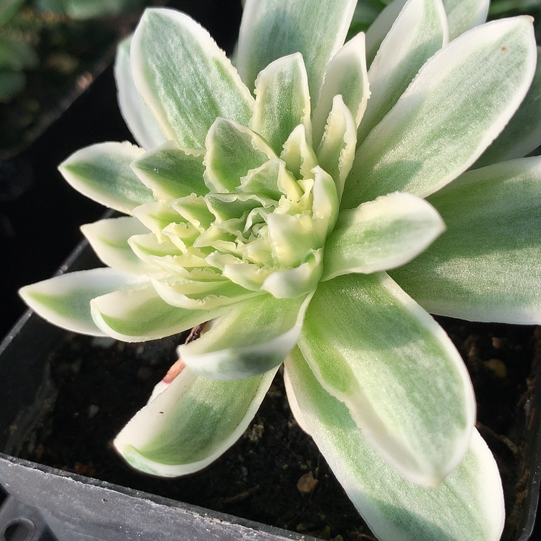 秋夕宽锦蕾丝一一一一