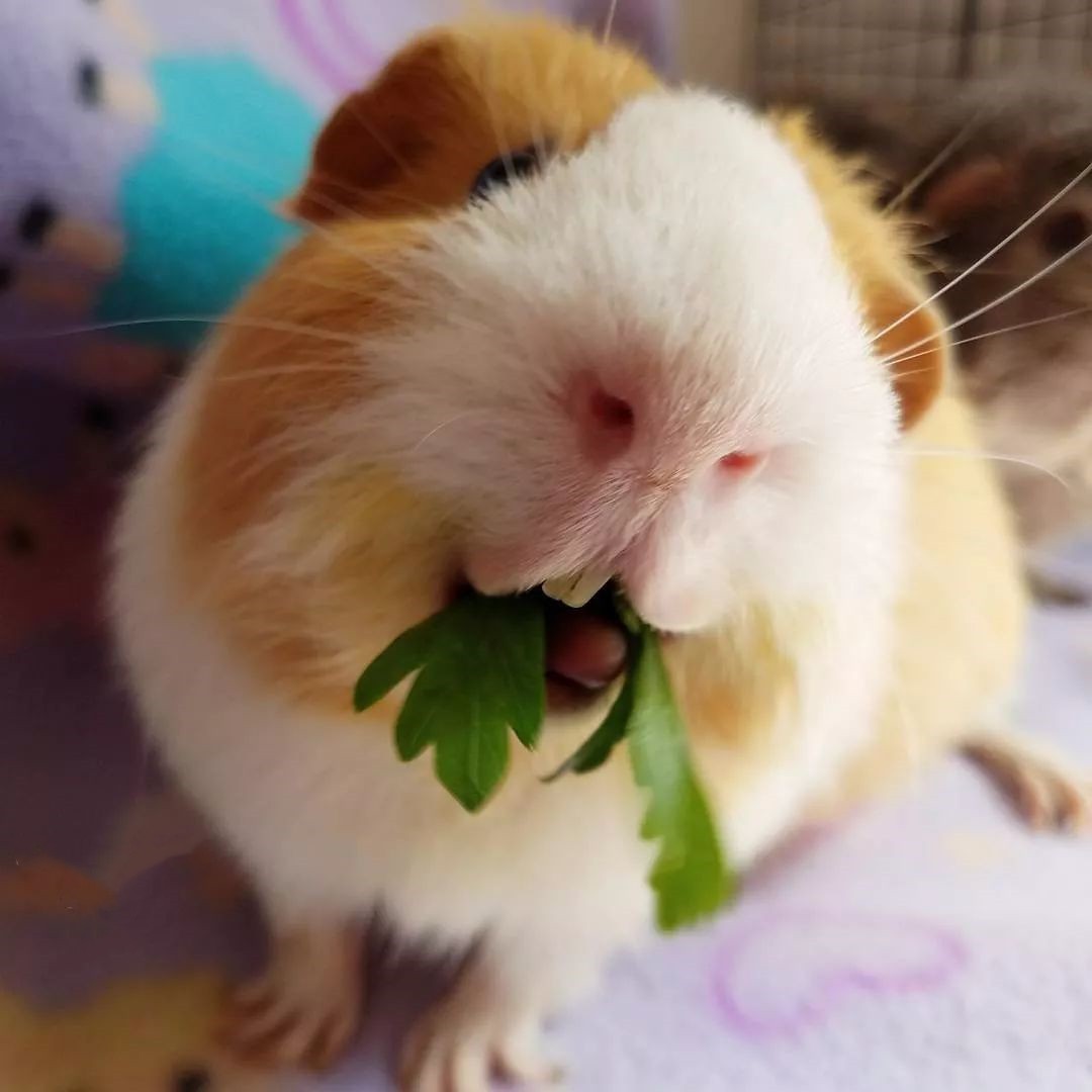 宠物家养荷兰鼠活体荷兰猪活物豚鼠黑白黄白彩豚繁殖小体幼崽成年