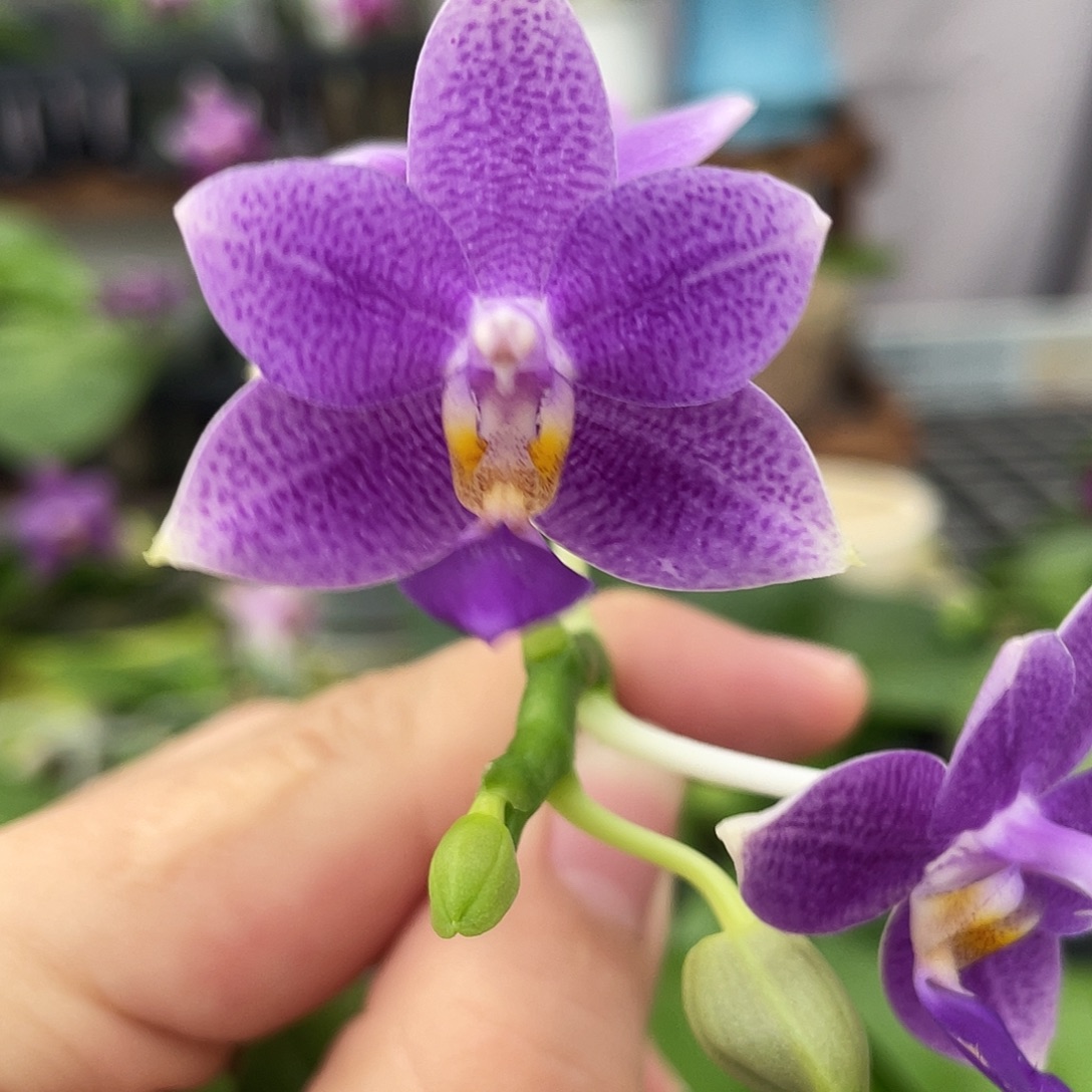 完全开放04叶瑕花期不保