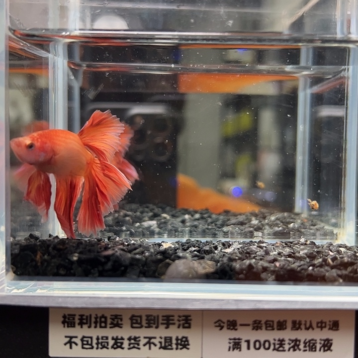 斗鱼跑单拉黑24日91