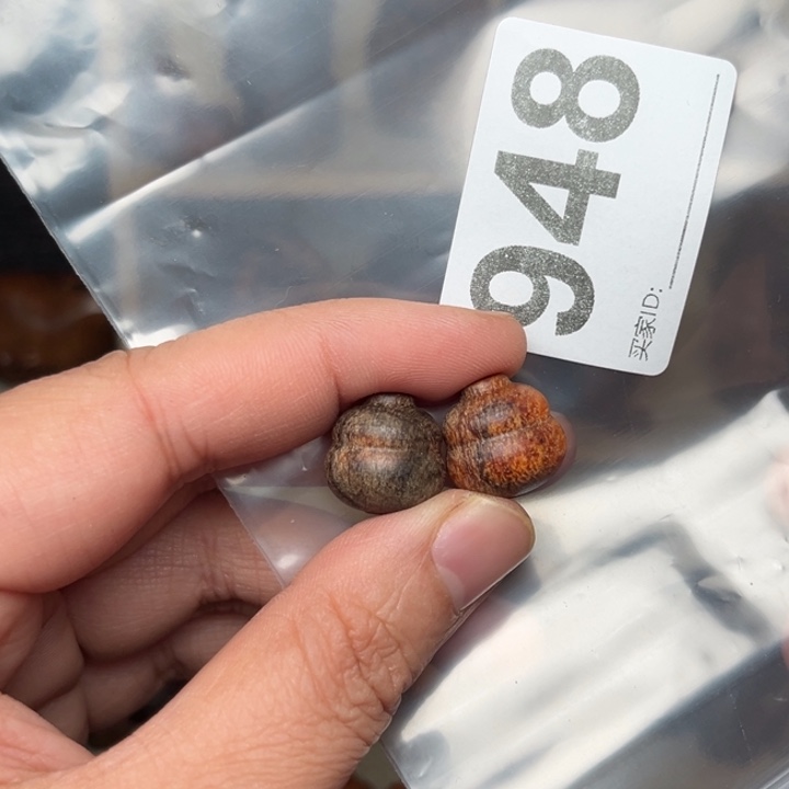 平***和贡木手串/手链贡木