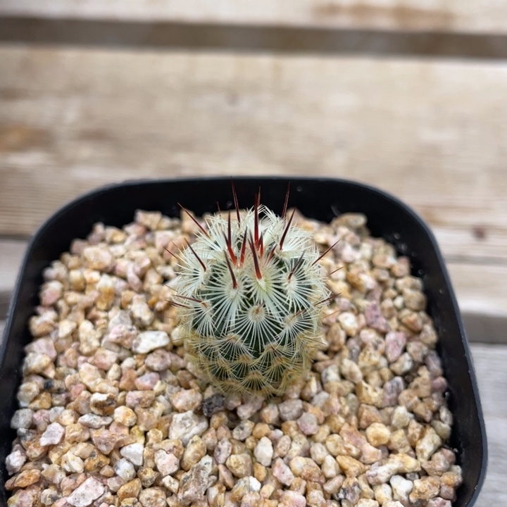 夕雾          实生根