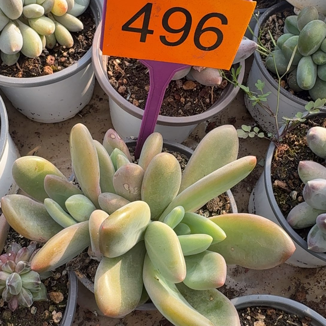 多肉植物漂亮多肉496