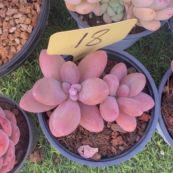 健健康康平平安安