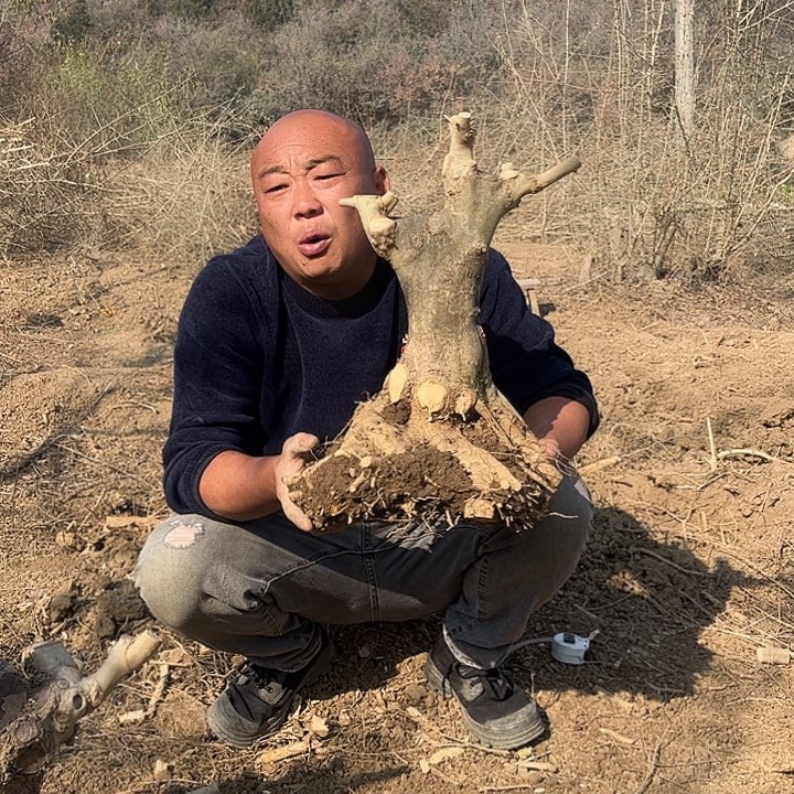 请***字无花朵对节白蜡素材一颗