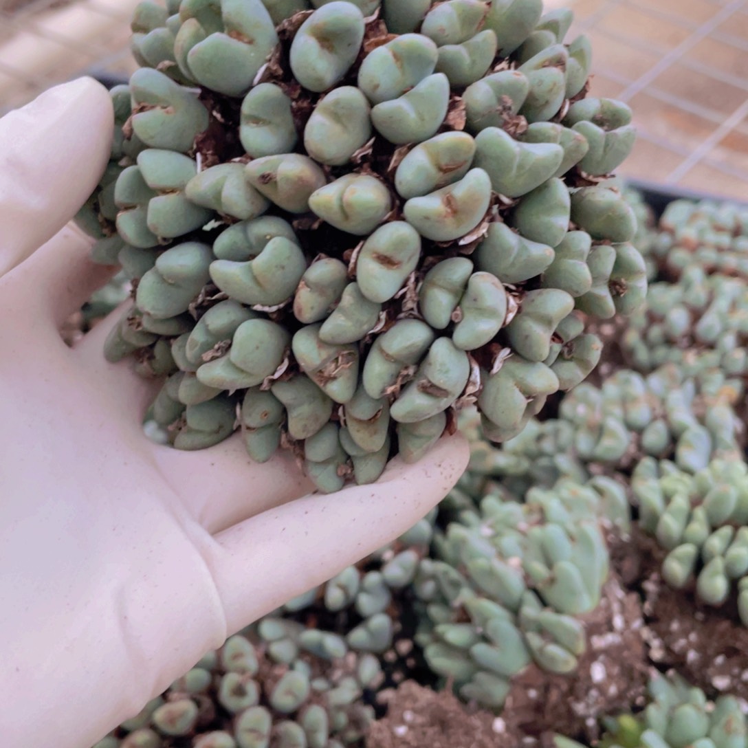 一颗母本少将8888888888