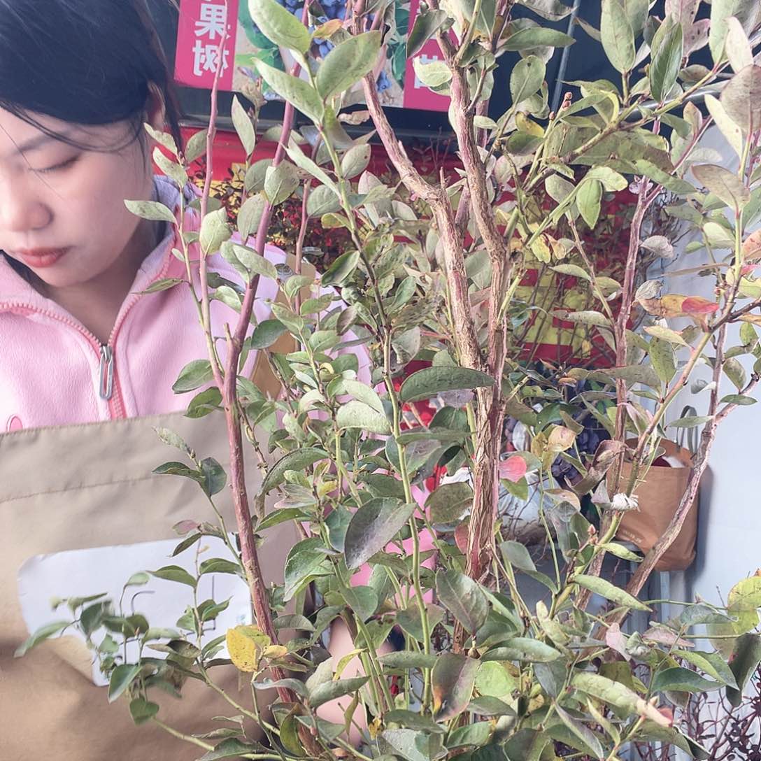 完全开放大果纯甜无酸蓝莓