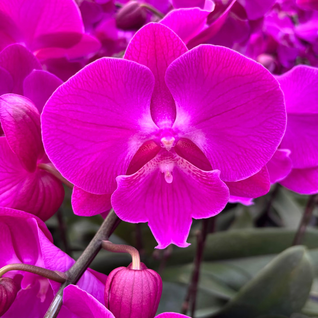 大花型《喜上喜》2.8寸杯不带剑刚出剑发货，累计两单包邮