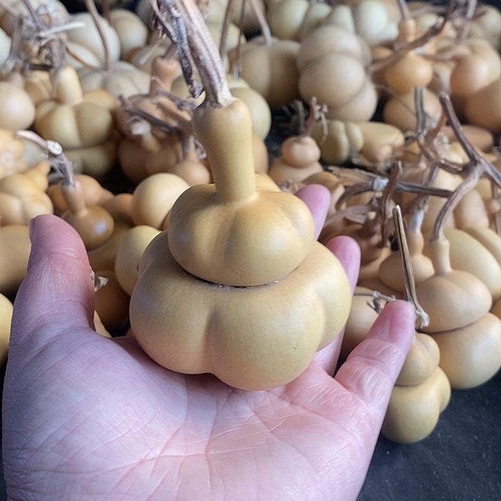 格*乌葫芦的颜色很好看