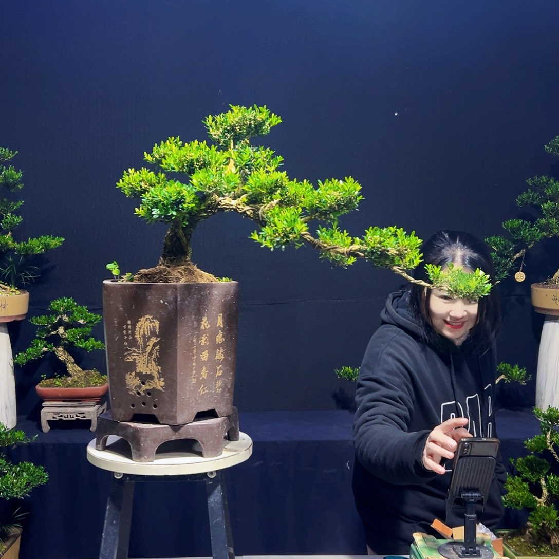 秋***意无花朵黄杨木       