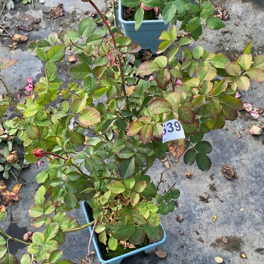 无花朵539厄瓜多尔关系土球