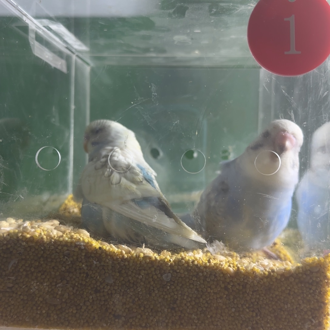 虎皮鹦鹉大头鹦鹉