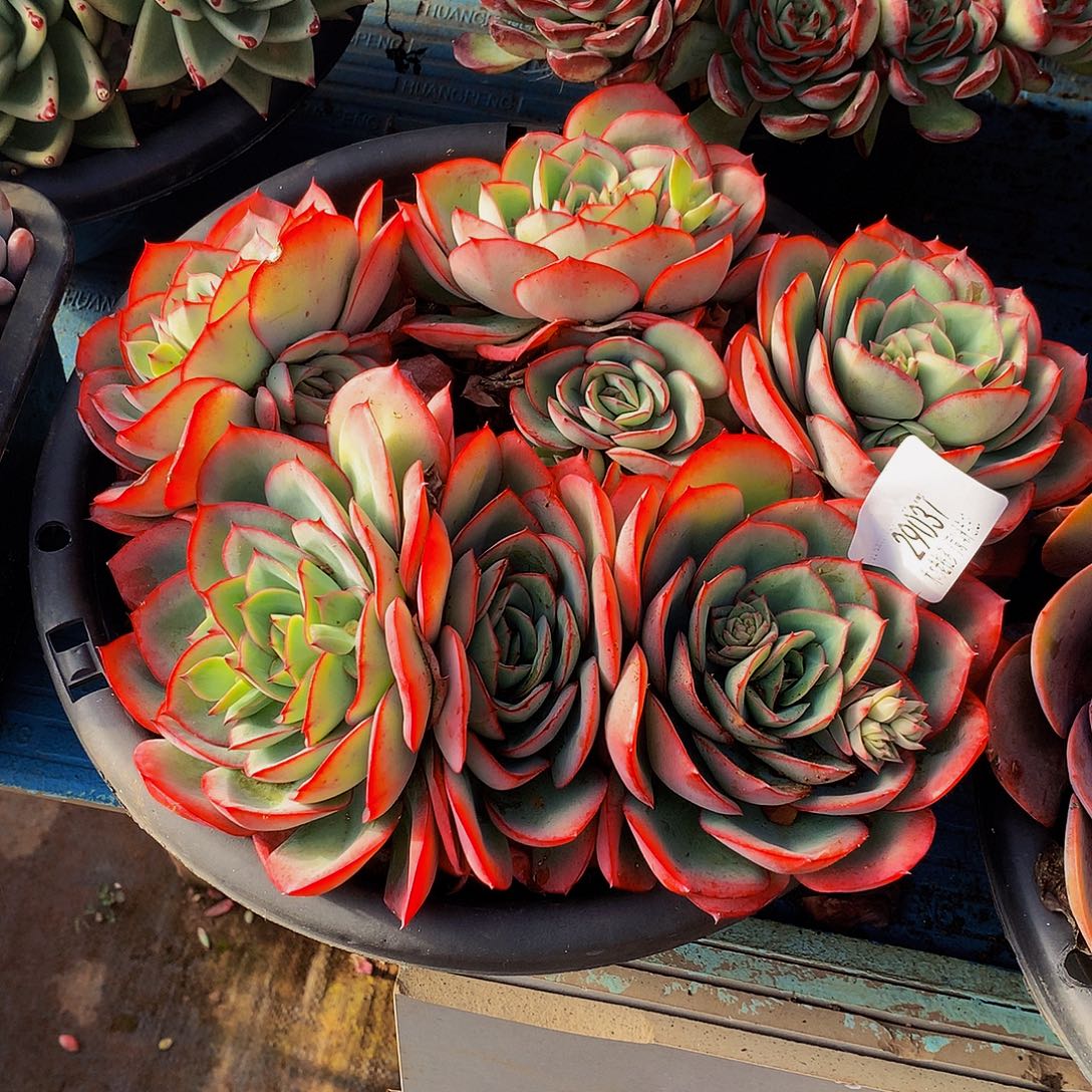 暮***雨   牡丹亭多肉29037