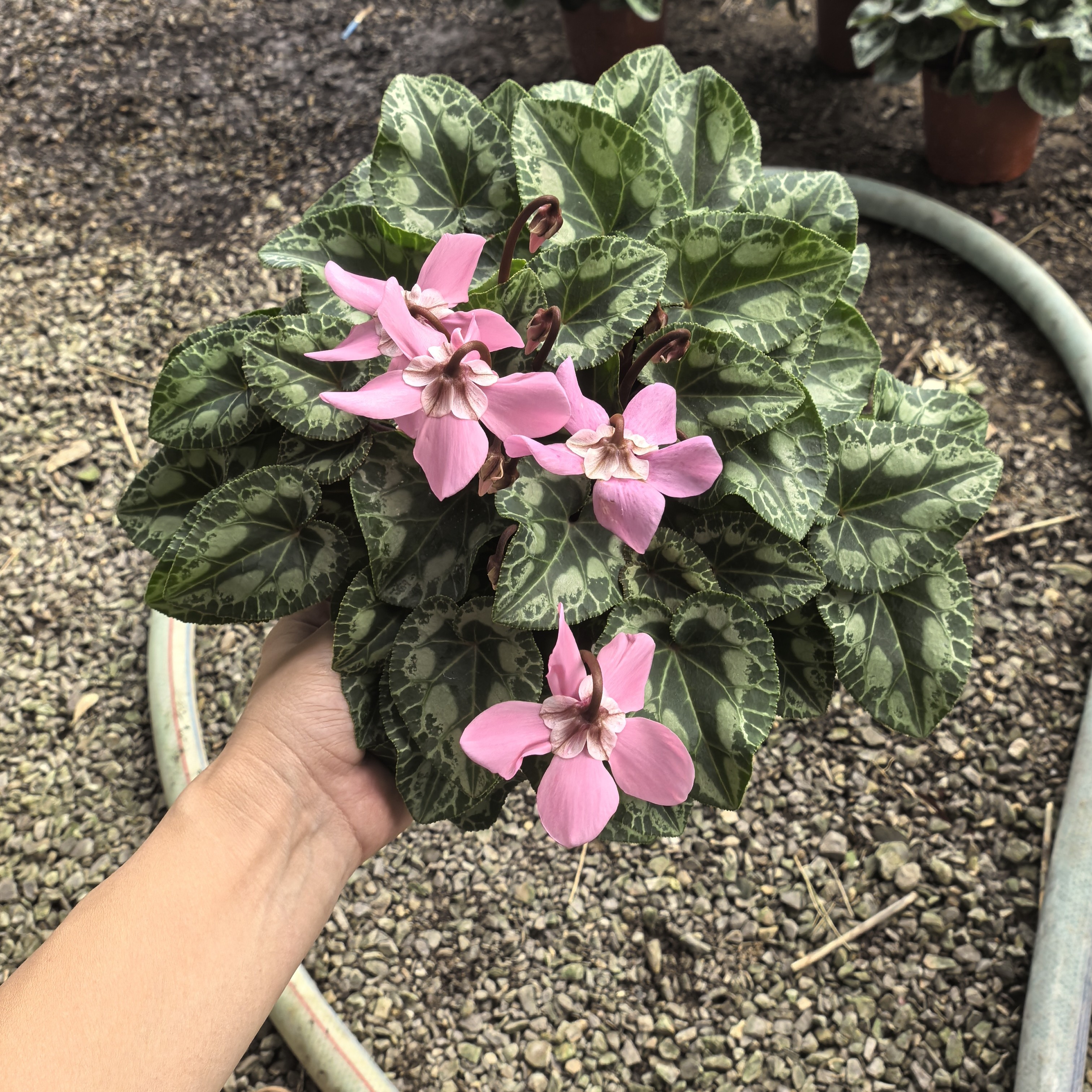 F1代仙客来碟衣花量多