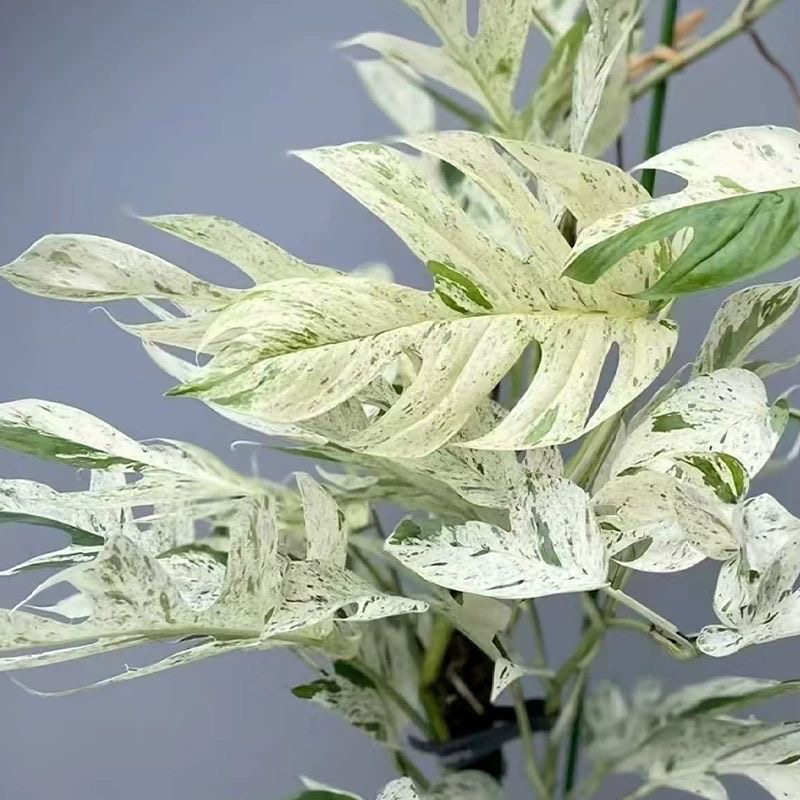 薄荷麒麟尾室内观叶盆栽爬藤植物耐热多年生可垂吊鸟巢好养绿植