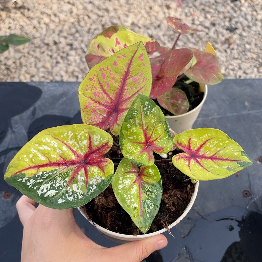 完全开放野风飞舞养定