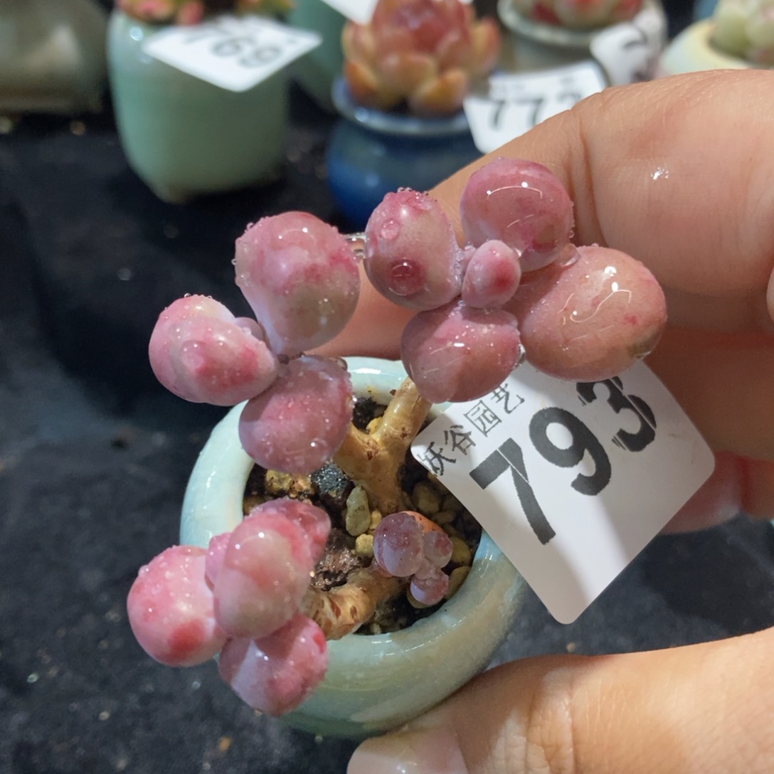 793糖果腰子蛋带盆土