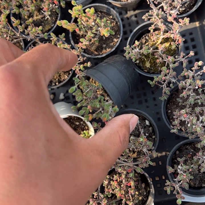 糖球一颗量拍多肉满20包邮下午发