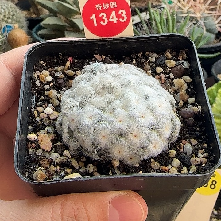 自根佛头白星4.5cm