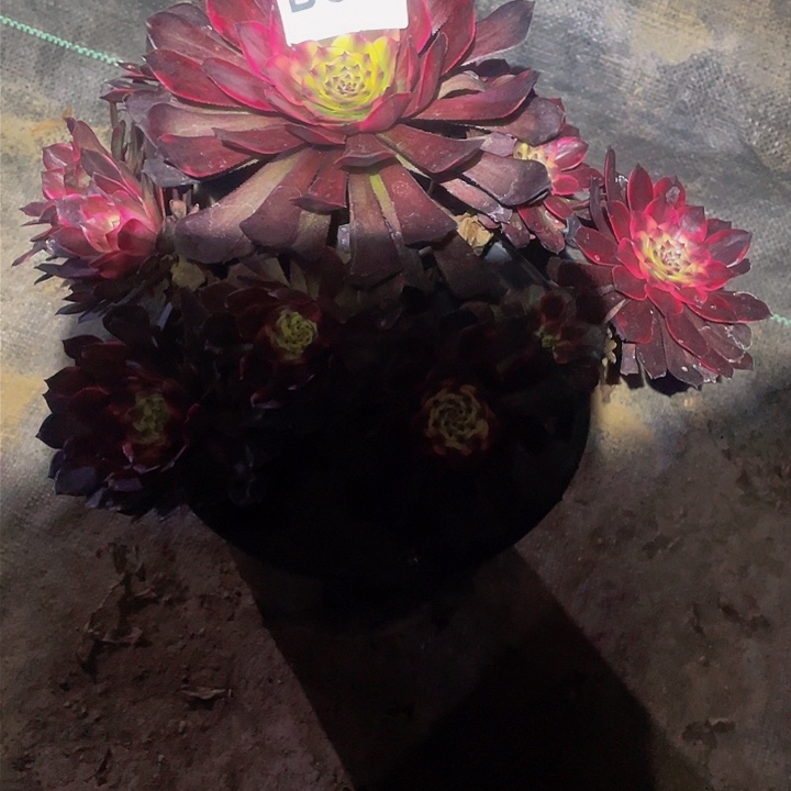 多肉法师304号烟花不包损