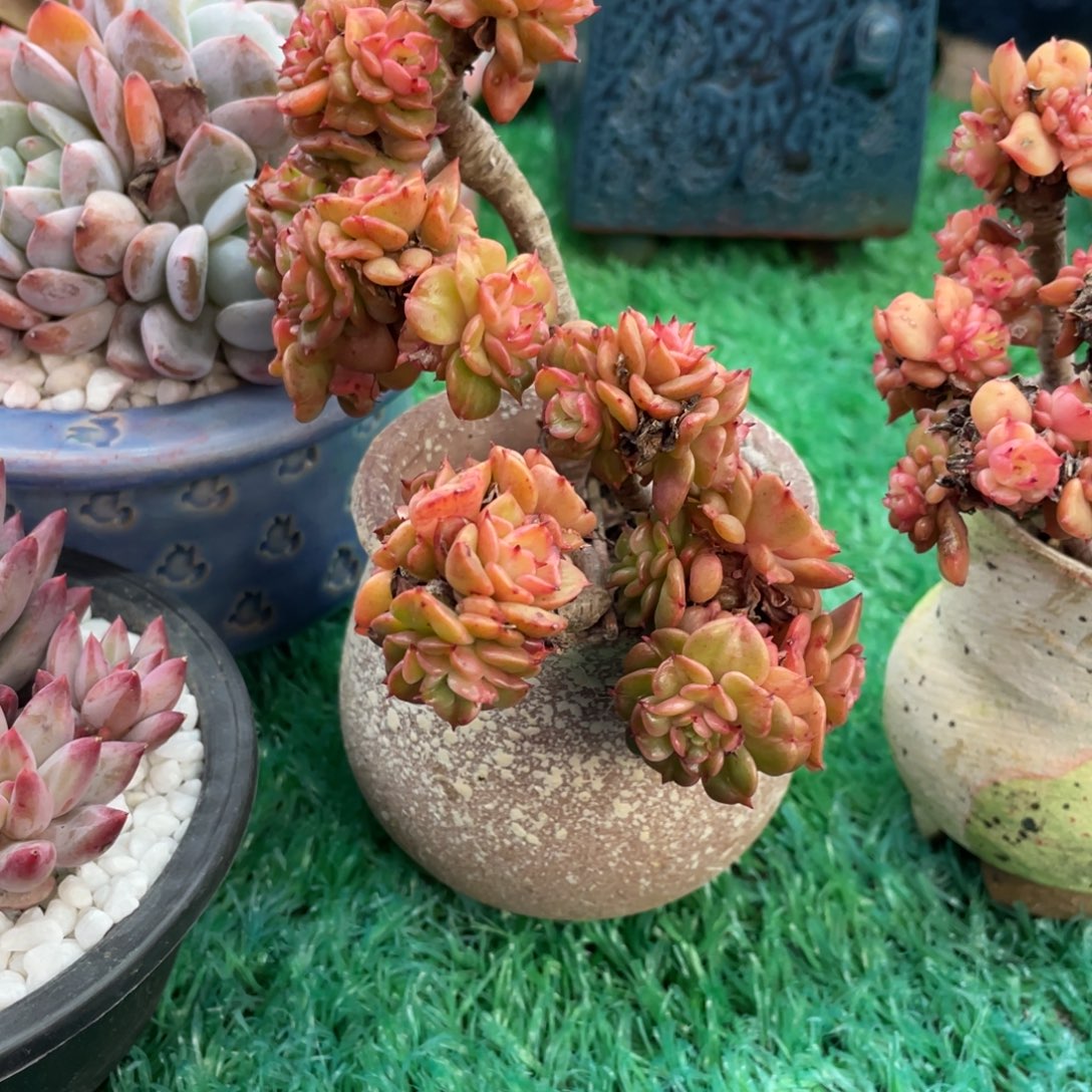 山***原多肉植物盆栽多肉的