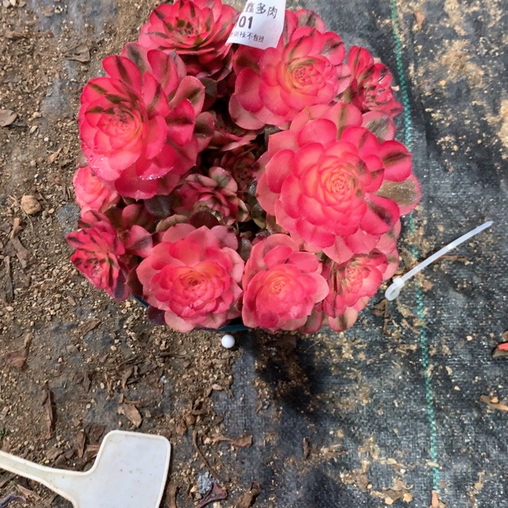 101荔枝多肉植物