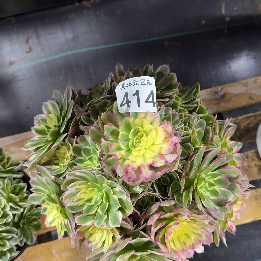 海仙00000000000000414