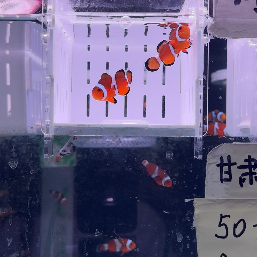 海水鱼4.5+配4.5精品黑边公子一对