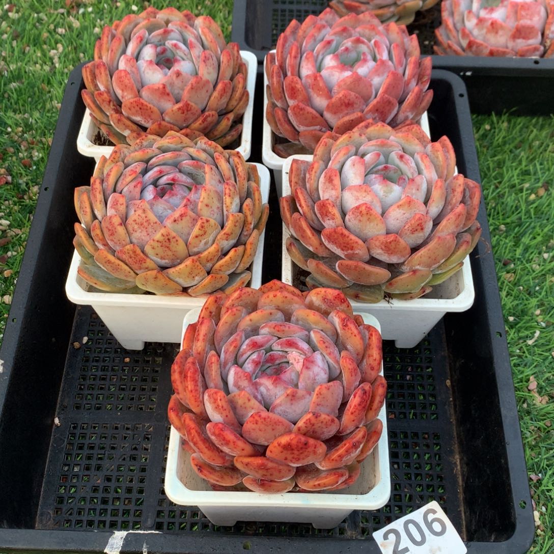 206橙子多肉植物组合