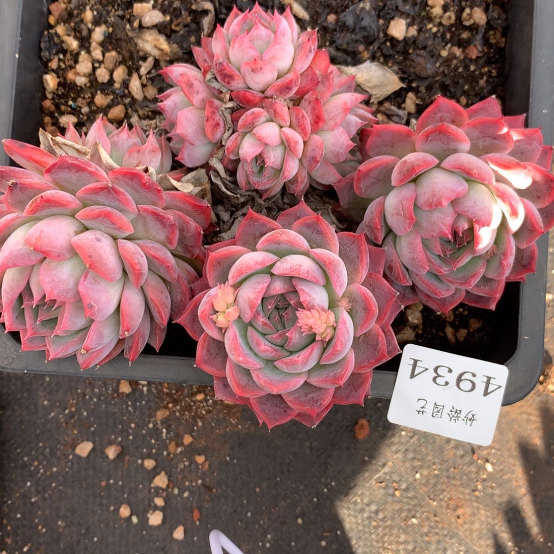 4934不包掉头不售后杂交